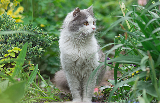 Comment entretenir le pelage de son chat?